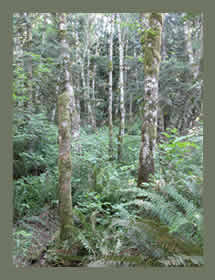 Red alder in a riparian management zone (RMZ)