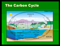 Click to view Methodology for Planning, Accounting and Monitoring Carbon Sequestration through Forest Management and Forest Products in the US Pacific Northwest 