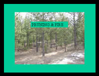 Click image to view the "Thinning and Pruning Options for Eastern Washington" presentation