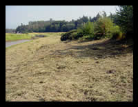 Click image to view the "Forested Riparian Buffers: Function, Management and Economic Implications for Agriculture" presentation