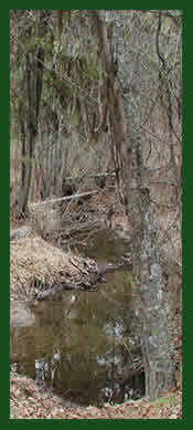 Type 3 stream in Eastern Washington