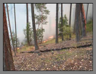 Fire behavior in a small area that was thinned: Fire burns low and on the ground 