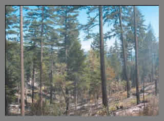 Trees in thinned forest survive fires unharmed and renewed