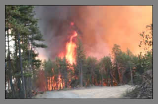 Fire behavior in unthinned forests: Fires burn at high temperatures and reaches tops of trees