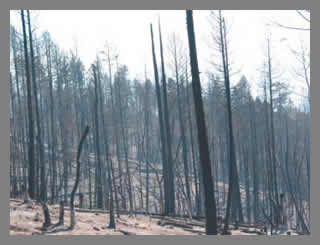 These severe fires destroy forests, killing trees, sterilizing soils and accelerating erosion 