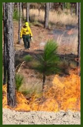 Prescribed understory burn