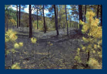 Fire damaged forest