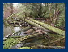 Large Woody Debris (LWD)