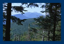 Mountains through the trees