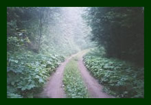 Road in the mist