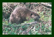 Beaver