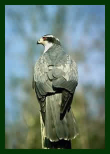 Northern Goshawk