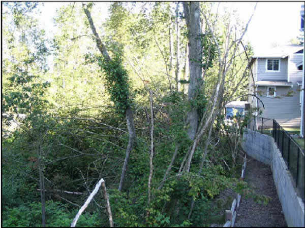 Figure 1. Only 15 feet of forested buffer is maintained around the stream, and houses are built within 30 feet of the stream edge.