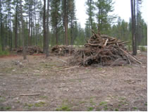 Forest biomass - slash pile