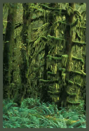 Olympic Peninsula Rainforest