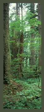 Mature forest understory