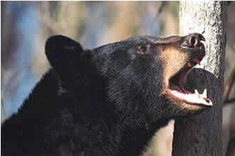 Black Bear