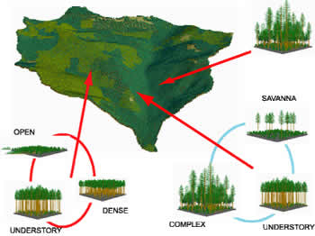 LMS growth model visual