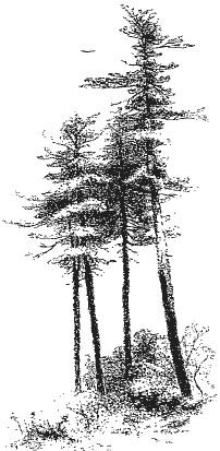 Tree sketch