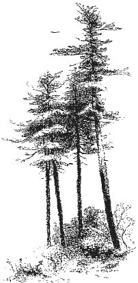 pine tree sketch