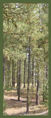 Ponderosa pines in Eastern Washington