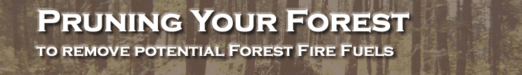 Pruning your forest