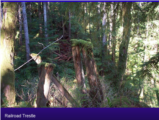 Click to View: 13. Trestles