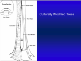 Click to View: 4. Culturally Modified Trees (CMT)