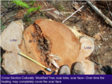 Click to View: 5. Cross Section: CMT