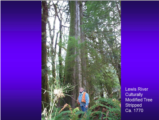 Click to View: 6. Lewis River CMT: ca. 1770
