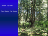 Click to View: 8. Multiple Top Trees