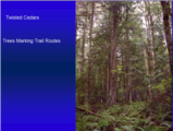 Click to View: 9. Twisted Cedars