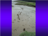 Click to View: 12. Kennedy Creek fish traps