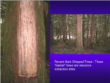 Click to View: 14. Recent bark stripped trees
