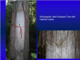 Click to View: 15. Rectangular bark stripped tree