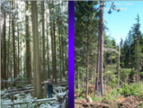 Click to View: 16. Bark stripped trees showing healing