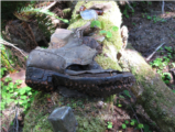 Click to View: 30. Corked logging boot