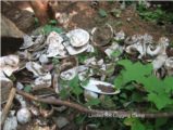 Click to View: 32. Looted RR logging camp
