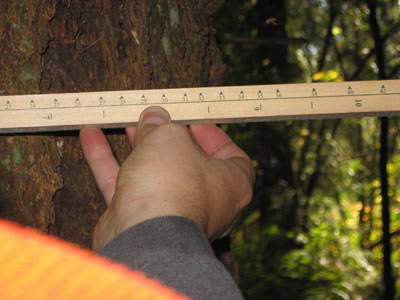 Measure DBH with a woodland stick