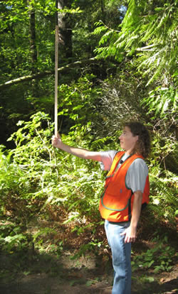 Measuring tree height with a woodland stick