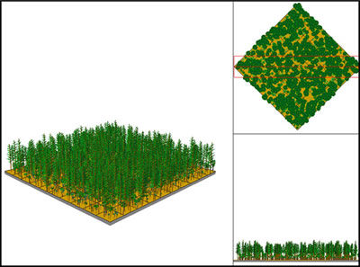Figure 9-6: Stand visualizations can create representative images of your stands from different perspectives. This visualization shows a young loblolly pine plantation.